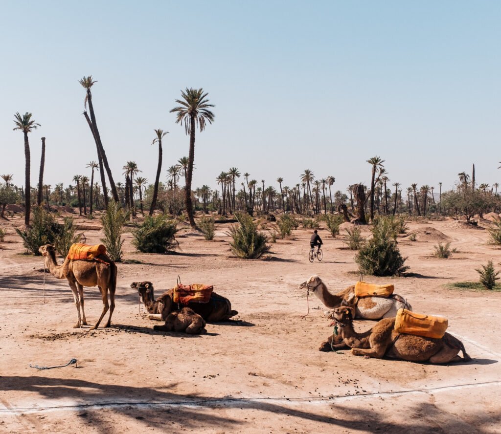 Marrakech Sunset Spots